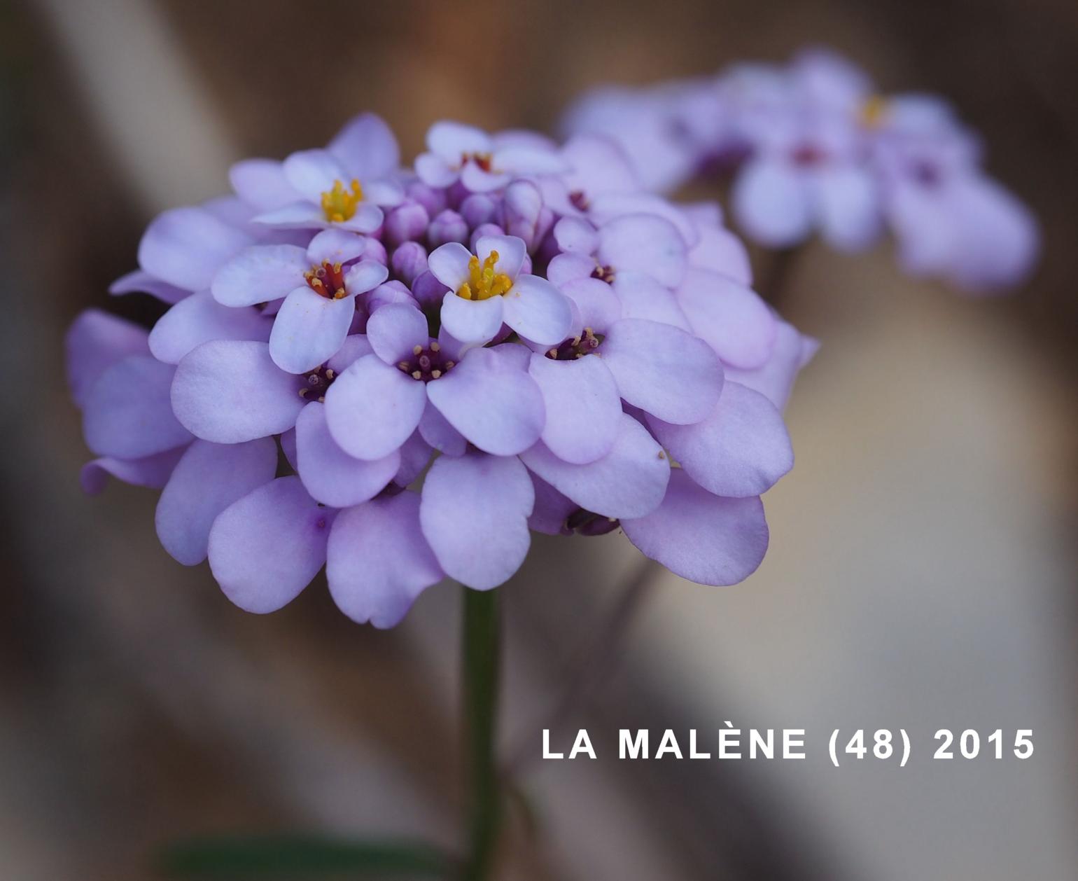 Candytuft, (Prost's)